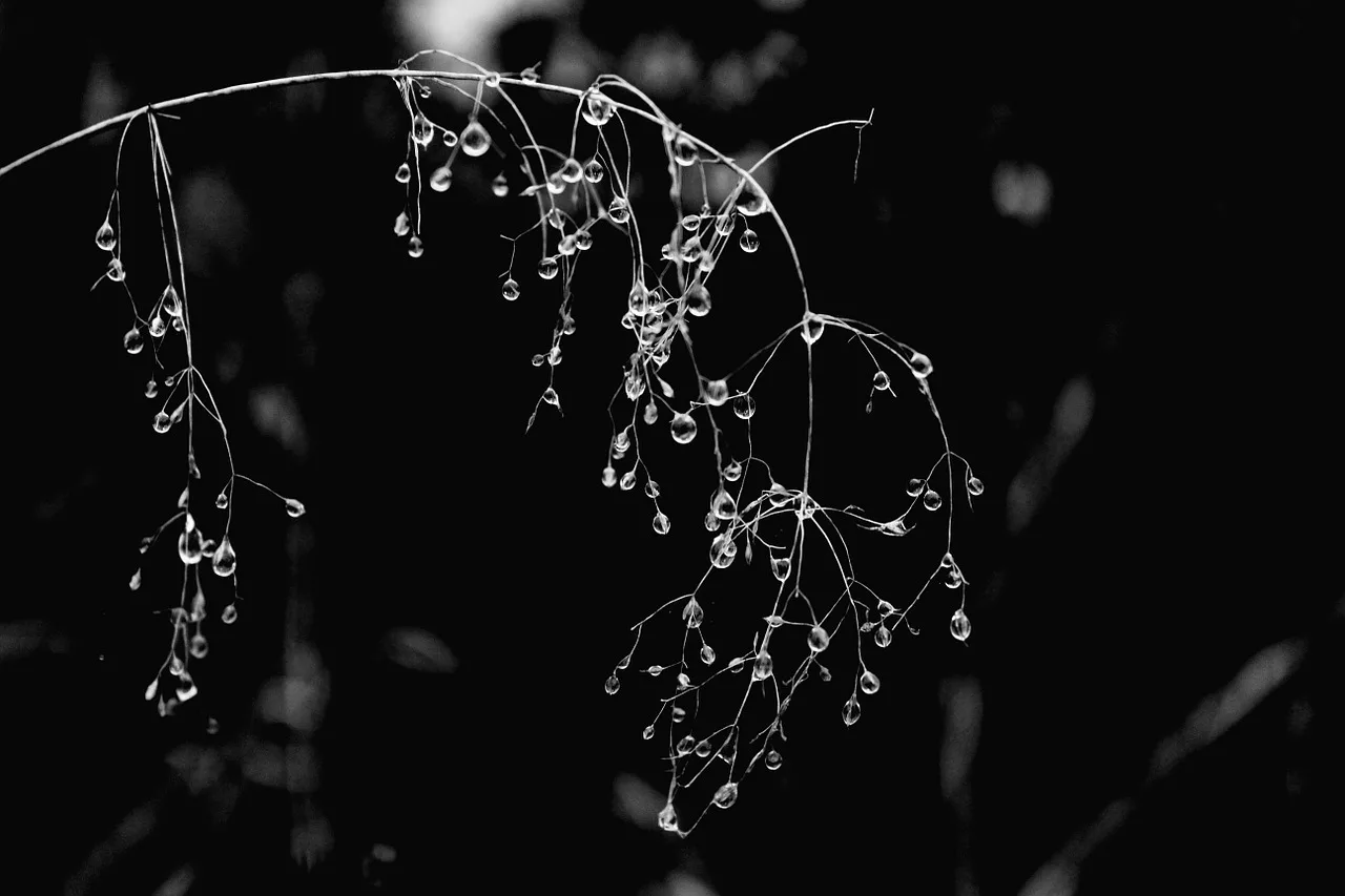 dew on a branch