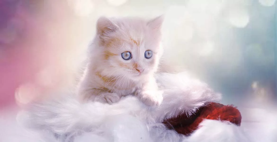 fluffy kitten