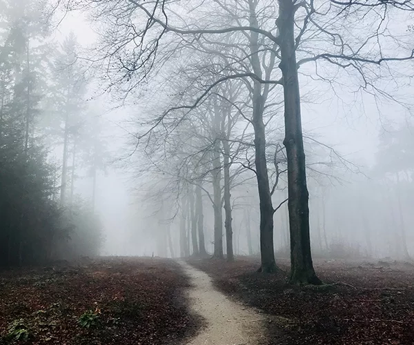dirt path with fog weaving between trees