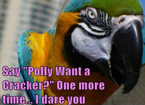Say "Polly want a cracker" one more time. I dare you.
