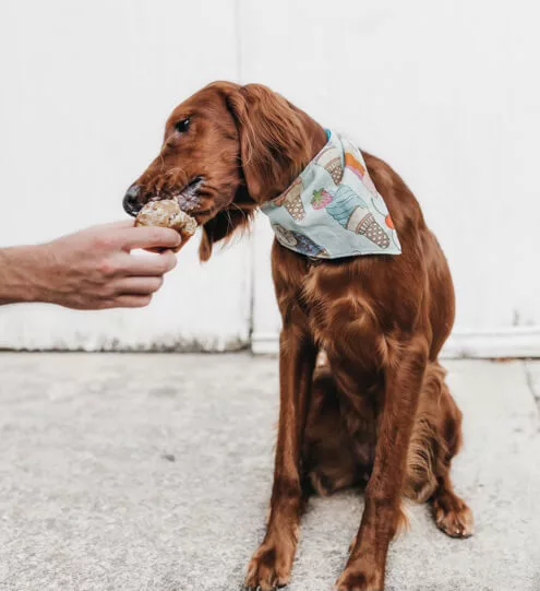 dog eating a treat