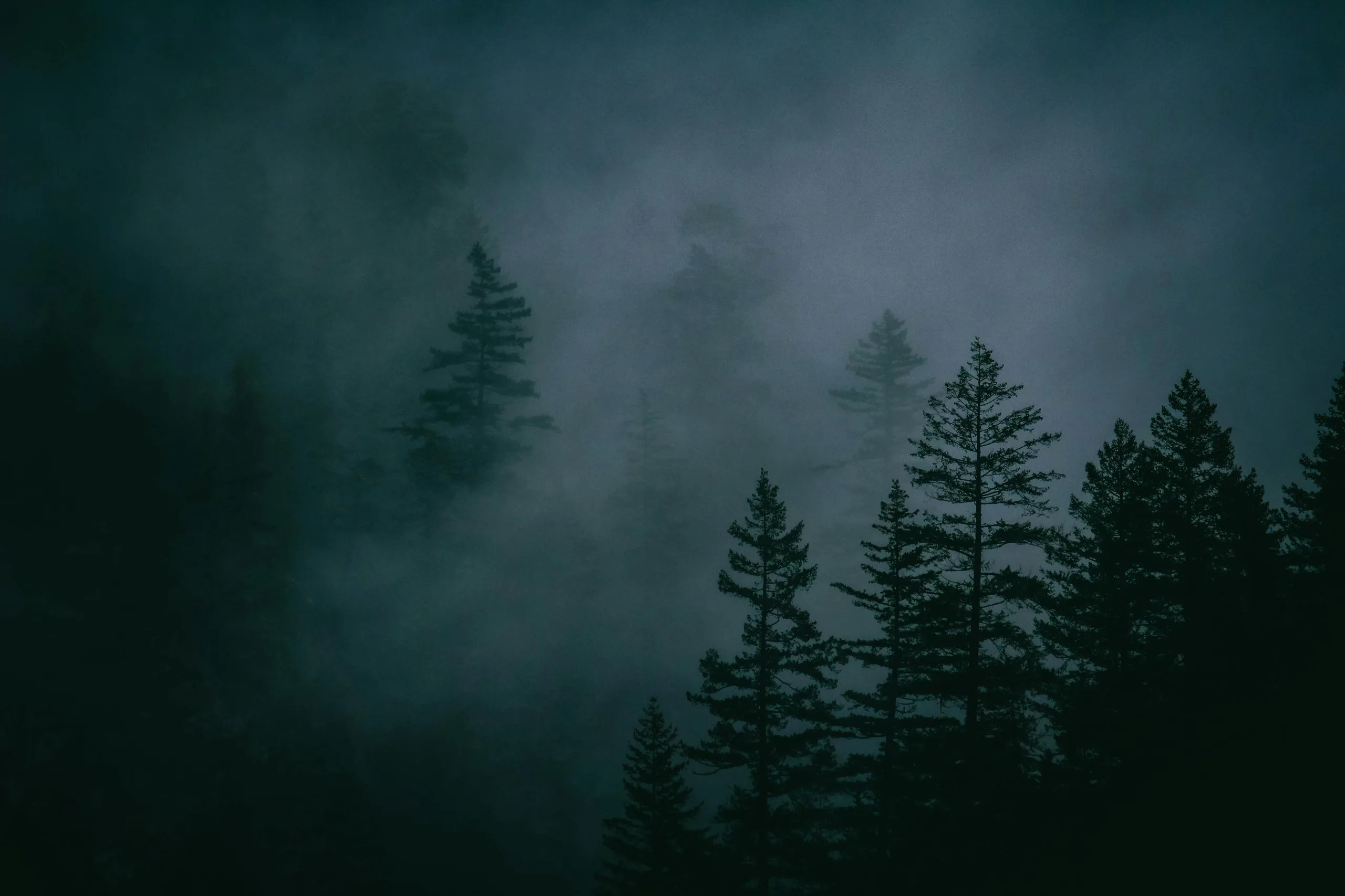 forest submerged in fog